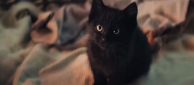 Frummel - adorable black kitten