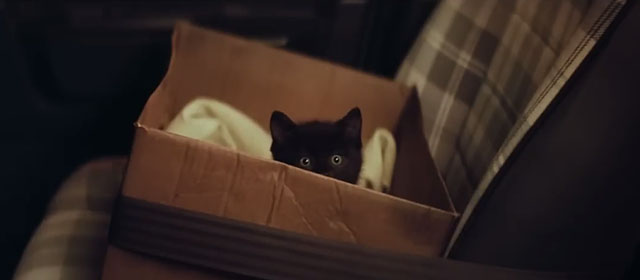 Frummel - adorable black kitten