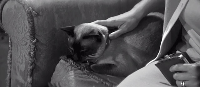 The Full Treatment - Siamese cat Ma Vie George being petted on couch