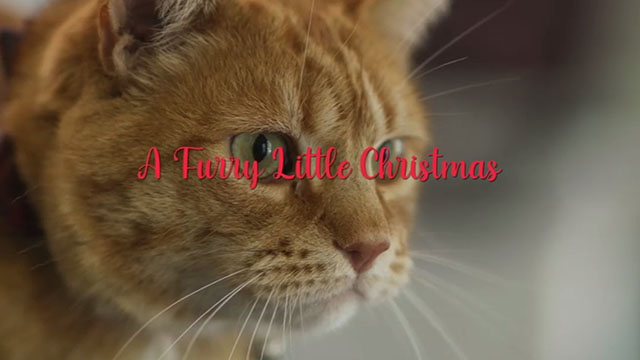 A Furry Little Christmas - ginger tabby cat close up under opening title