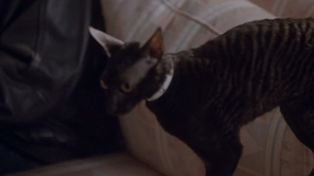 F/X2 - black Cornish Rex cat on couch
