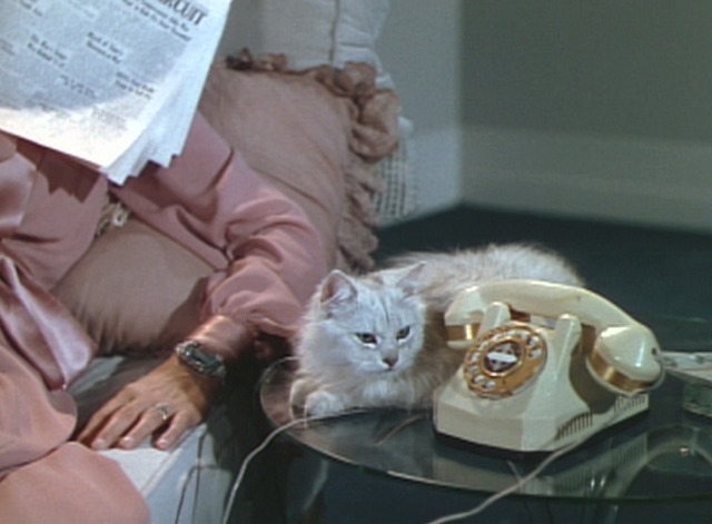 The Gang's All Here - white Persian cat sitting by telephone