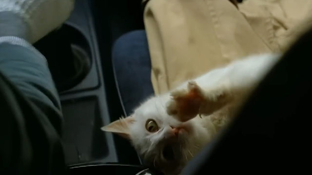 Gardenia il giustiziere della mala - white cat stretching in car