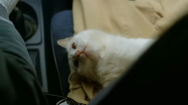 Gardenia il giustiziere della mala - white cat on car seat