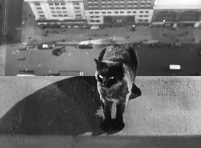 The Garden Murder Case - black cat standing on high rise ledge