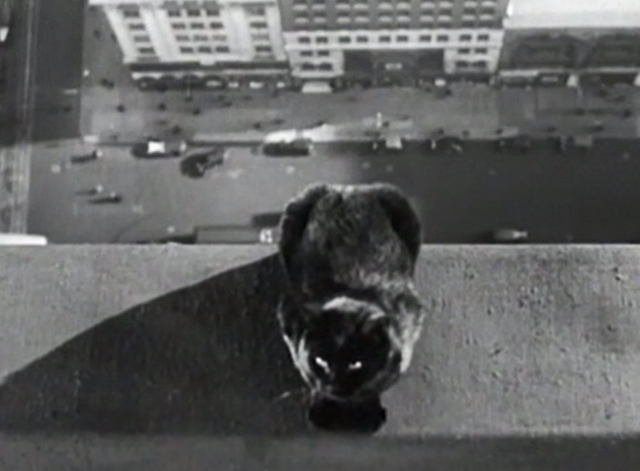 The Garden Murder Case - black cat sitting on high rise ledge