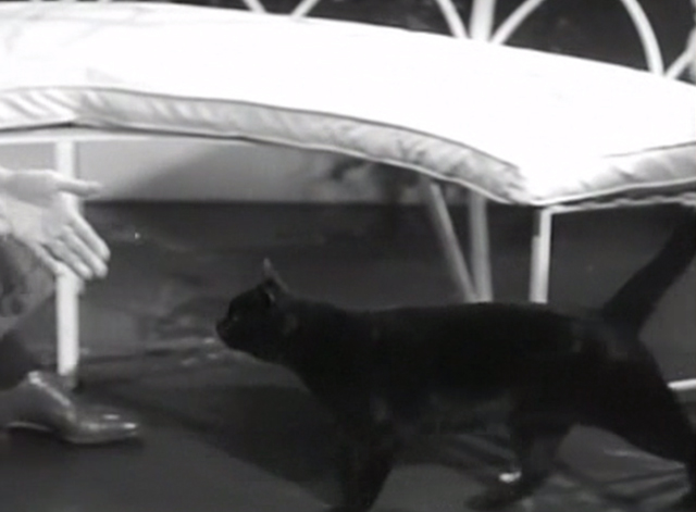 The Garden Murder Case - black cat approaching man class=