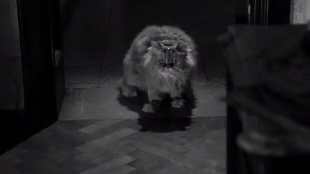 El gato cósmico al final - longhair Persian cat in doorway wearing metal ornaments