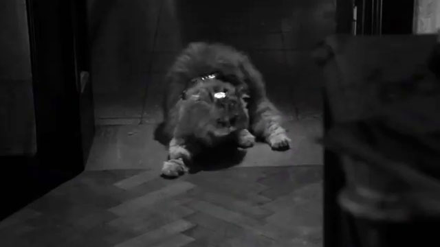 El gato cósmico al final - longhair Persian cat in doorway wearing metal ornaments