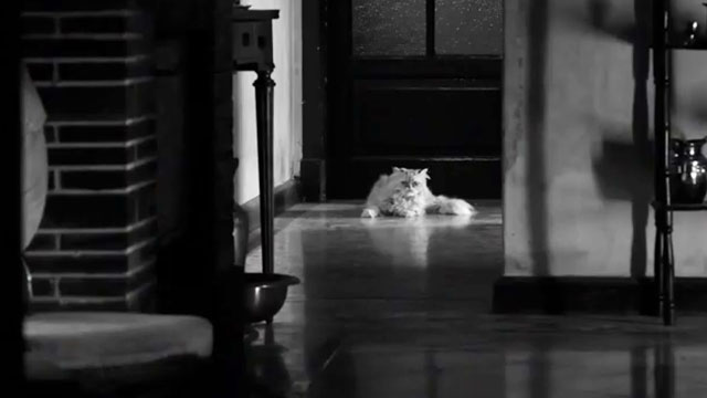 El gato cósmico al final - longhair Persian cat in hallway