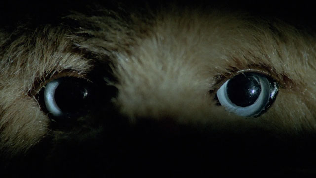 Il gatto dagli occhi di giada - Watch Me When I Kill - close up of stuffed cat toy eyes