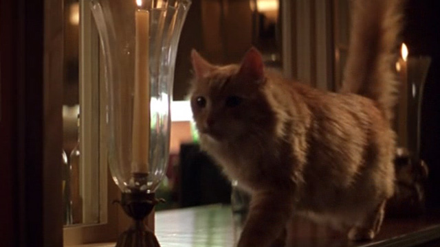 The General's Daughter - long-haired ginger cat on table