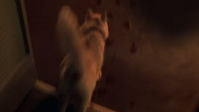 The General's Daughter - long-haired ginger cat following bloody prints