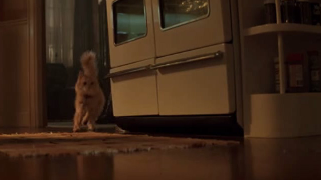 The General's Daughter - long-haired ginger cat running through house