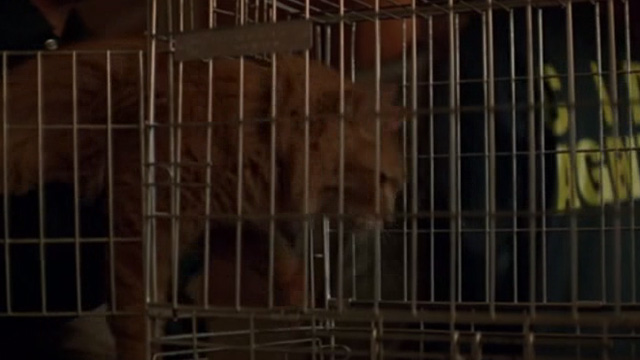 The General's Daughter - long-haired ginger cat being put into carrying cage