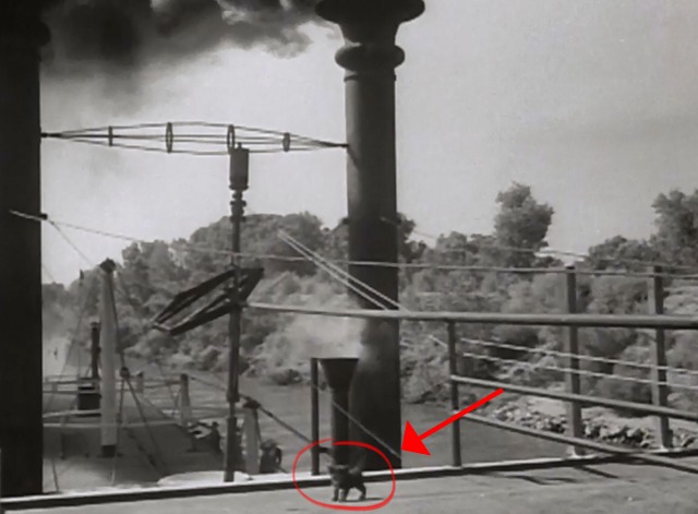 General Spanky - kitten on top of wheelhouse