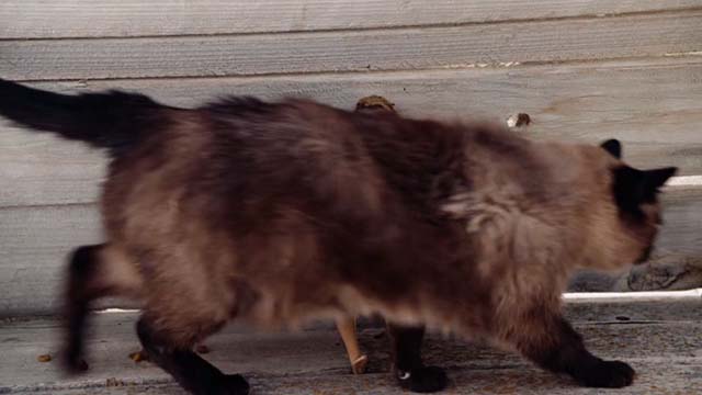 Gentlemen Broncos - Himalayan cat walking on bench close