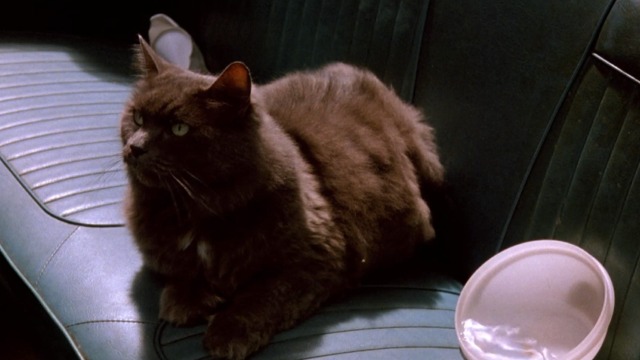 Georgia - gray cat in back seat of car