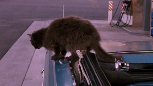 Georgia - gray cat leaving car