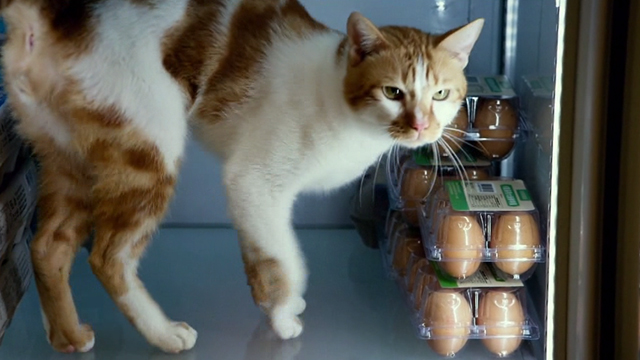 Geostorm - orange and white cat standing on shelf of refrigeration unit in convenience store
