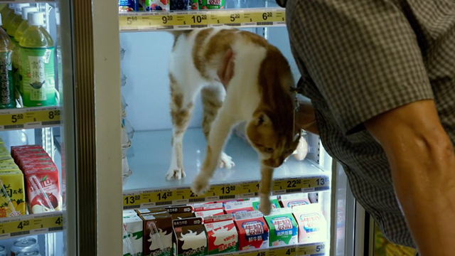 Geostorm - orange and white cat being removed from refrigeration unit in convenience store