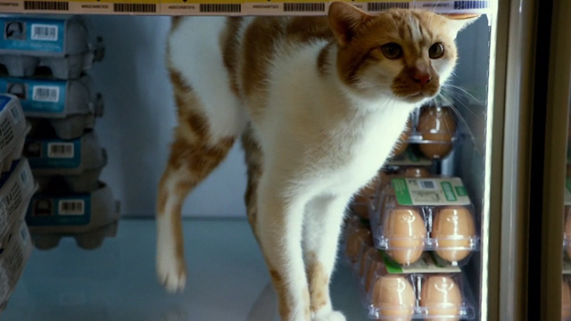Geostorm - orange and white cat standing on shelf of refrigeration unit in convenience store
