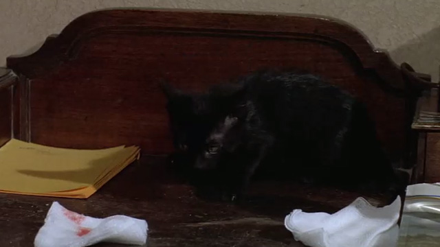 The Getaway - black kitten Poor Little Harold on stand in hotel room