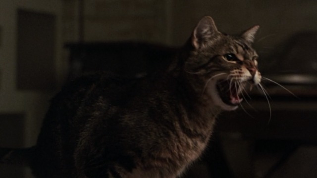 Ghost - tabby cat Floyd hisses at Sam