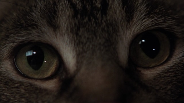 Ghost - tabby cat Floyd's eyes close up