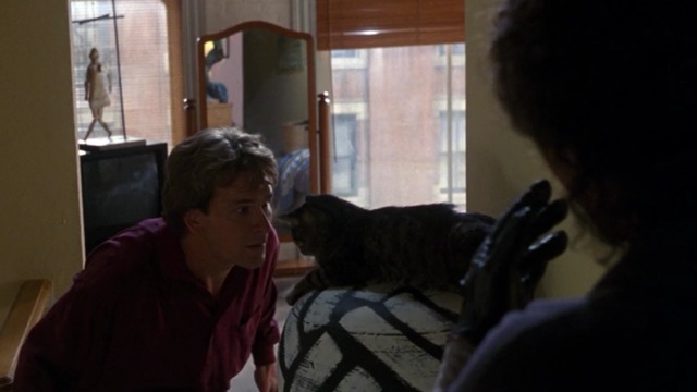 Ghost - Sam sticks his face in tabby cat Floyd's face