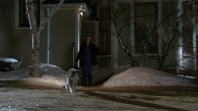 Ghost Cat - gray and white ghost cat Margaret leads Natalie