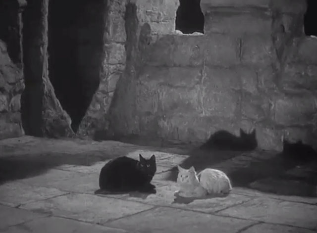 The Ghost of St. Michael's - black cat and white cat Antony and Cleopatra looking startled on roof
