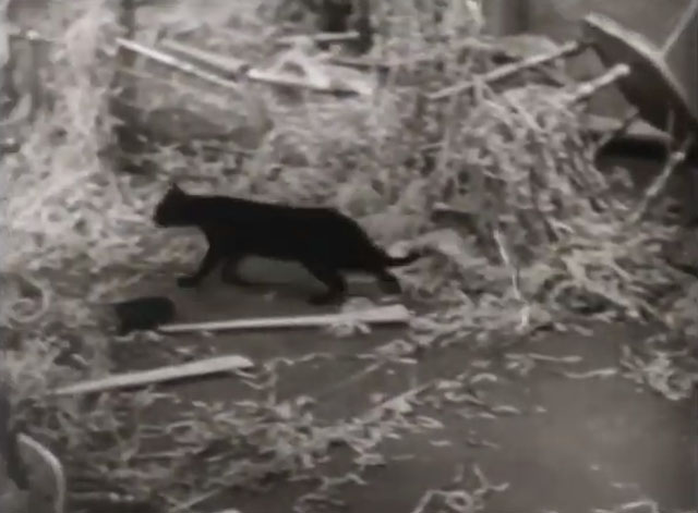 Gigolettes - black cat running across dirty floor