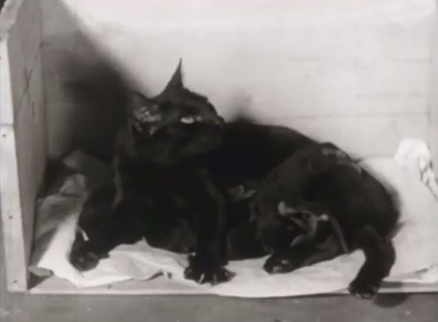 Gigolettes - black cat lying in box with five newborn kittens