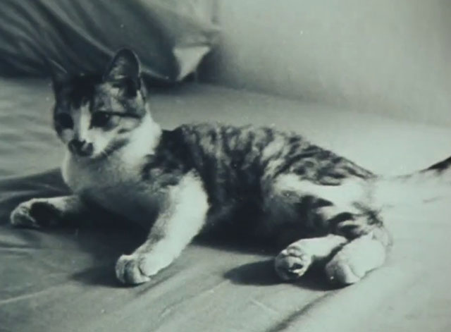 A Girl, She is 100%  - tabby and white cat lying on unmade bed