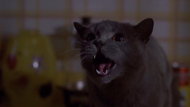 Girl, Interrupted - Ruby gray cat hissing