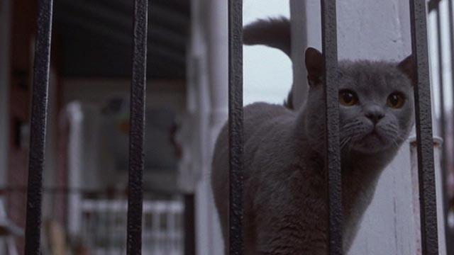 Girl, Interrupted - Ruby gray cat on porch looking through slats