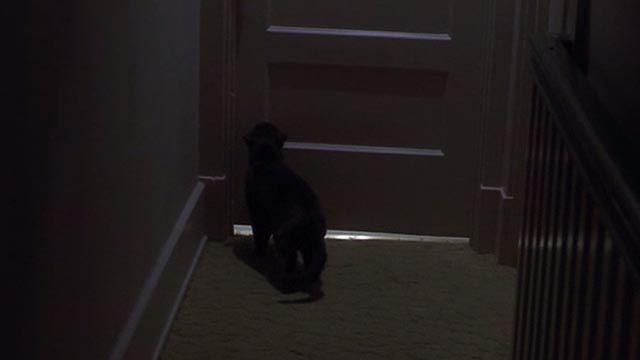 Girl, Interrupted - Ruby gray cat outside bathroom door