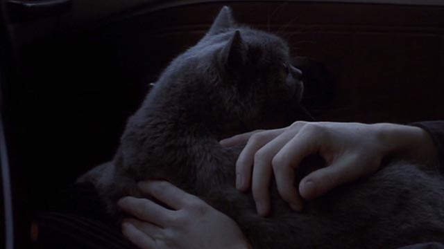 Girl, Interrupted - Ruby gray cat on lap in car