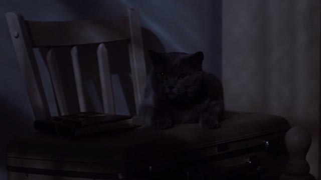 Girl, Interrupted - Ruby gray cat sitting on suitcase