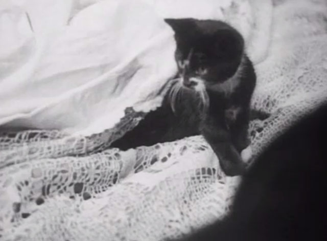 The Girl in the News - tuxedo kitten on bed