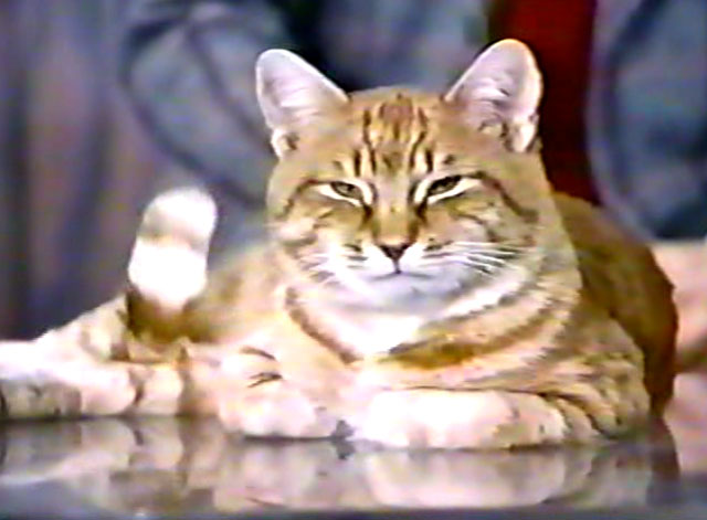 The Girl on the Late, Late Show - ginger tabby