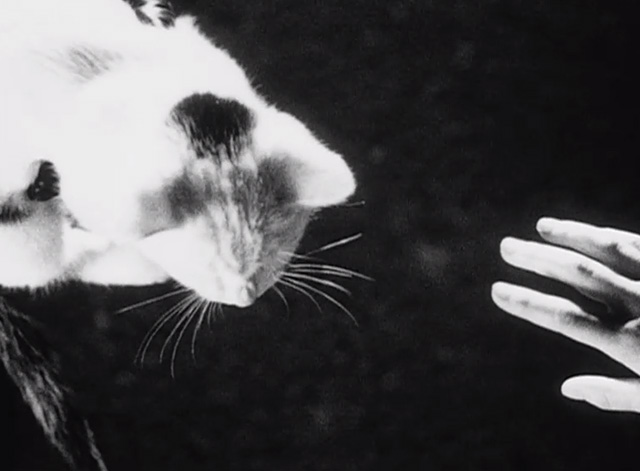 A Girl's Own Story - girl's hand reaching for white kitten with black markings