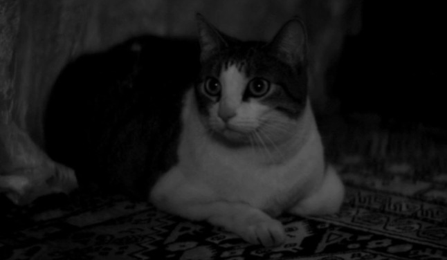 A Girl Walks Home Alone at Night - Masuka cat lying down