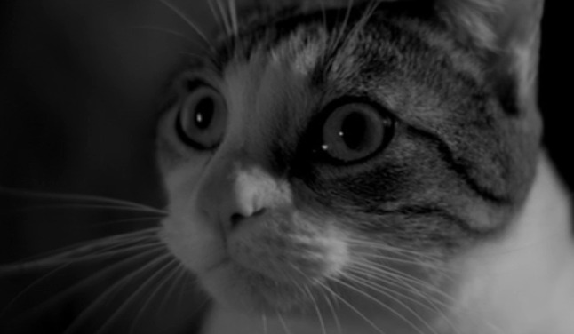 A Girl Walks Home Alone at Night - close up of Masuka cat looking up at Hossein