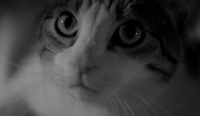 A Girl Walks Home Alone at Night - close up of Masuka cat looking up
