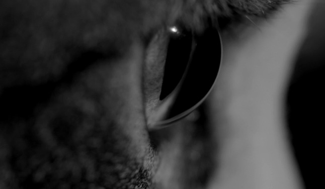 A Girl Walks Home Alone at Night - close up of Masuka cat's eye