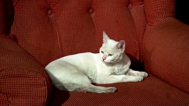 Glass Ceiling - white cat Phaedra on chair
