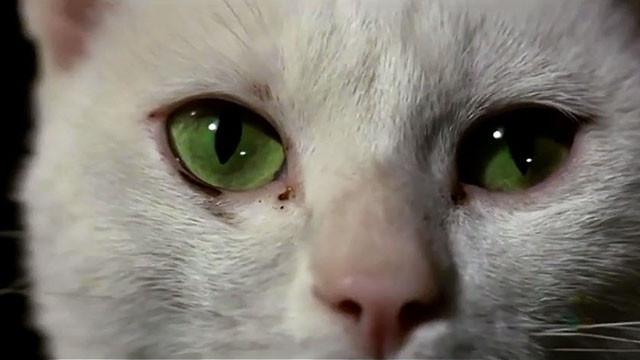 Glass Ceiling - extreme close up of white cat Phaedra's green eyes