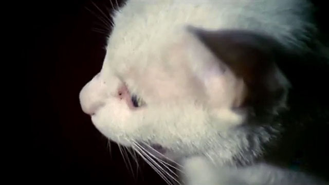 Glass Ceiling - white cat Phaedra
